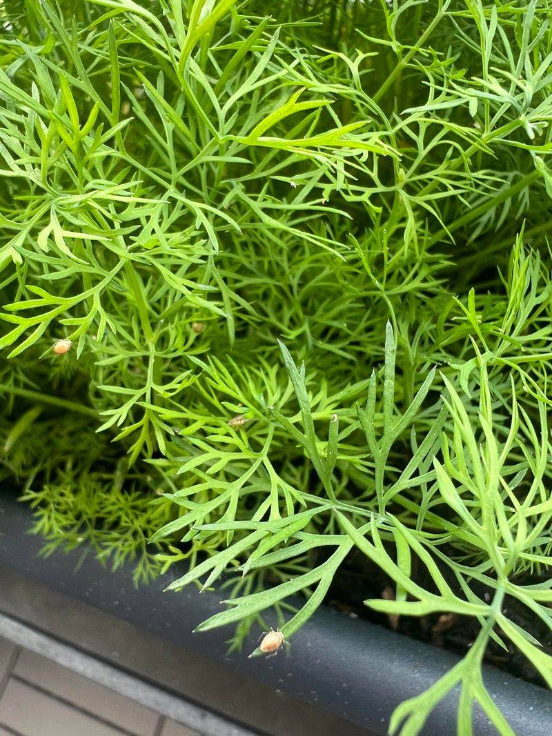 Dill