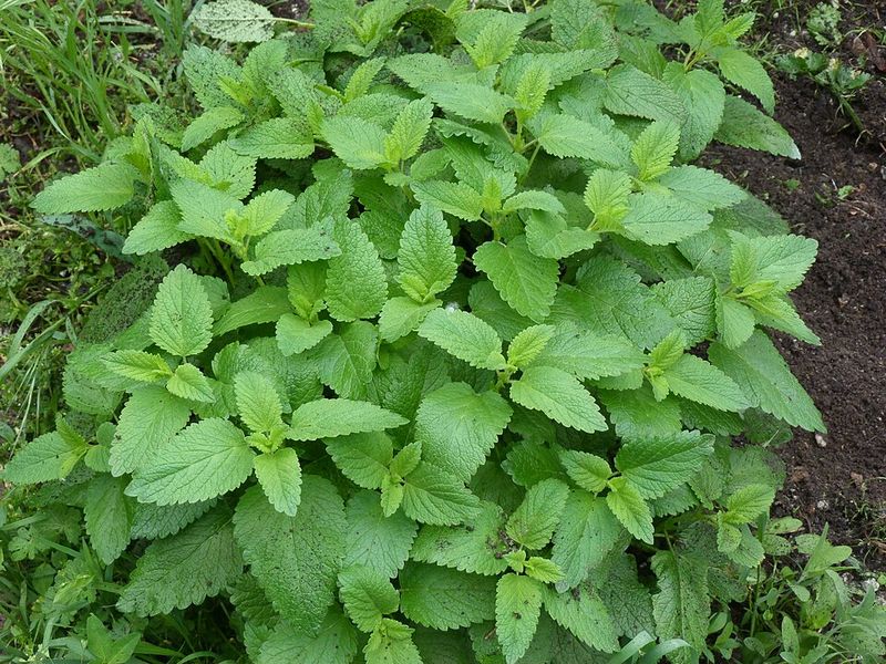 Mint and Lemon Balm