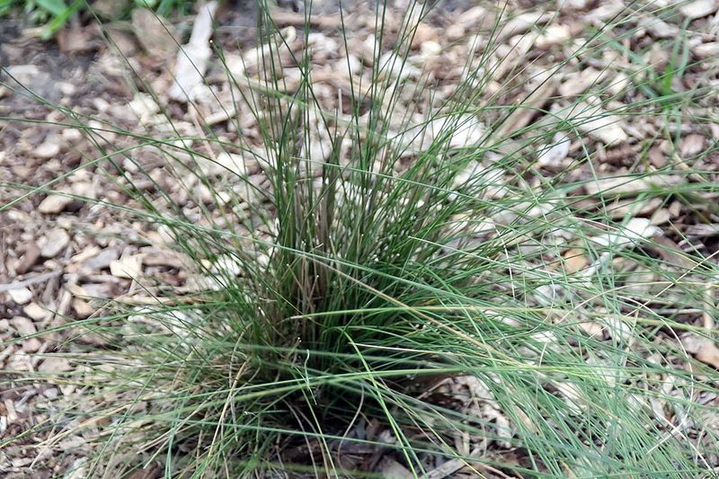Invasive Plant Pressure