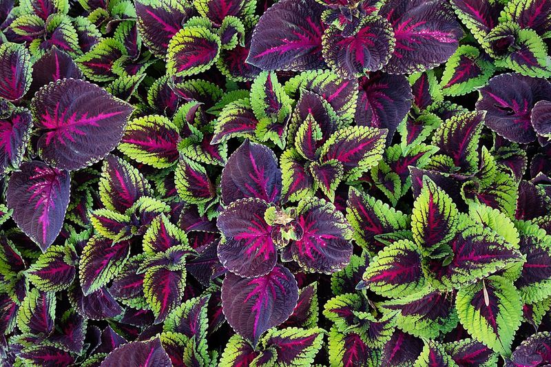 Coleus