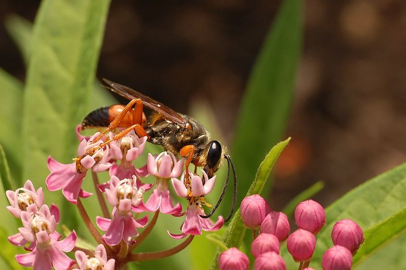Swamp Milkweed