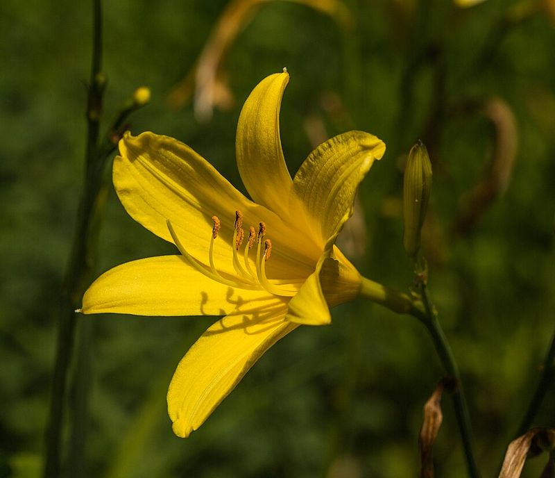 Daylily