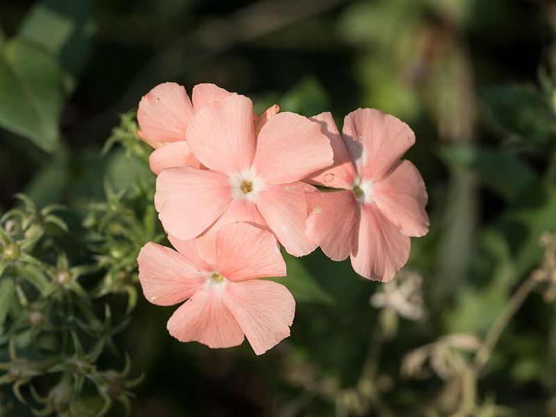Garden Phlox