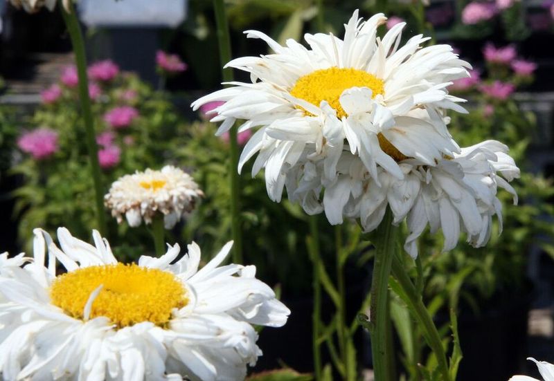 Shasta Daisy