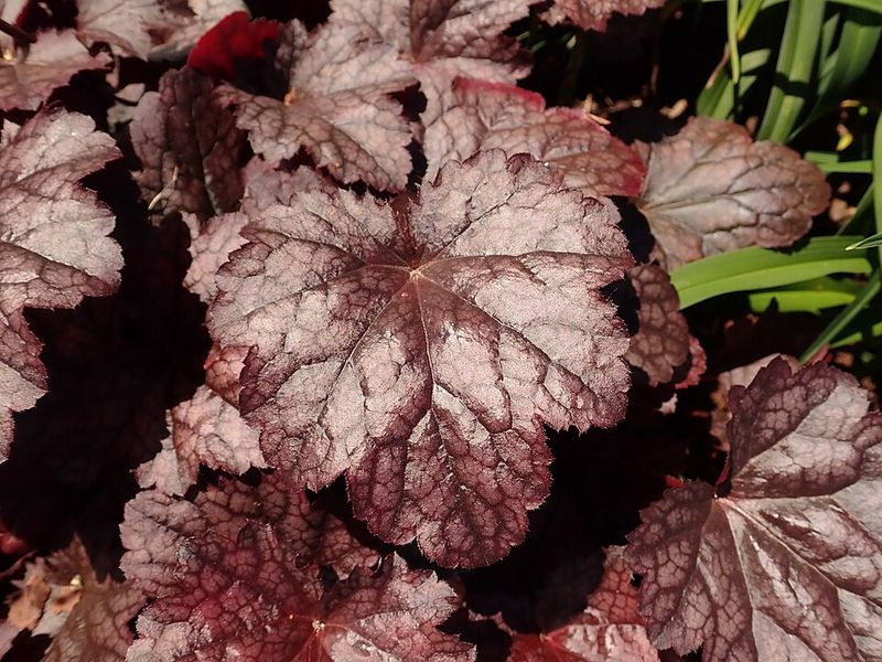 Coral Bells