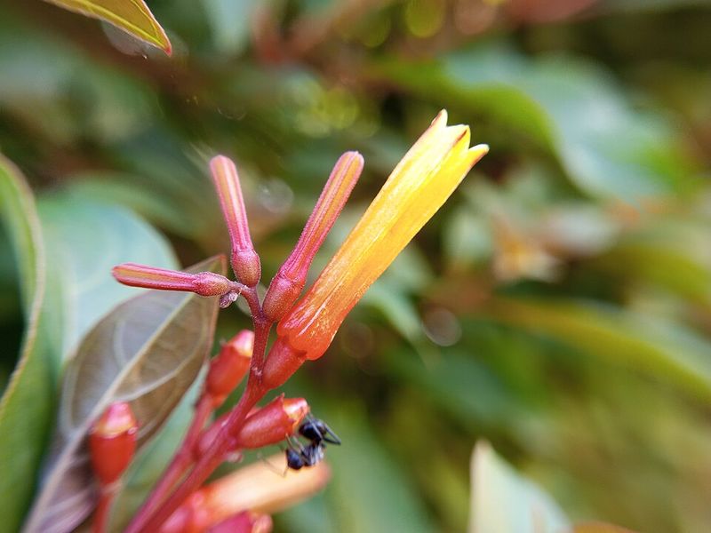 Firebush