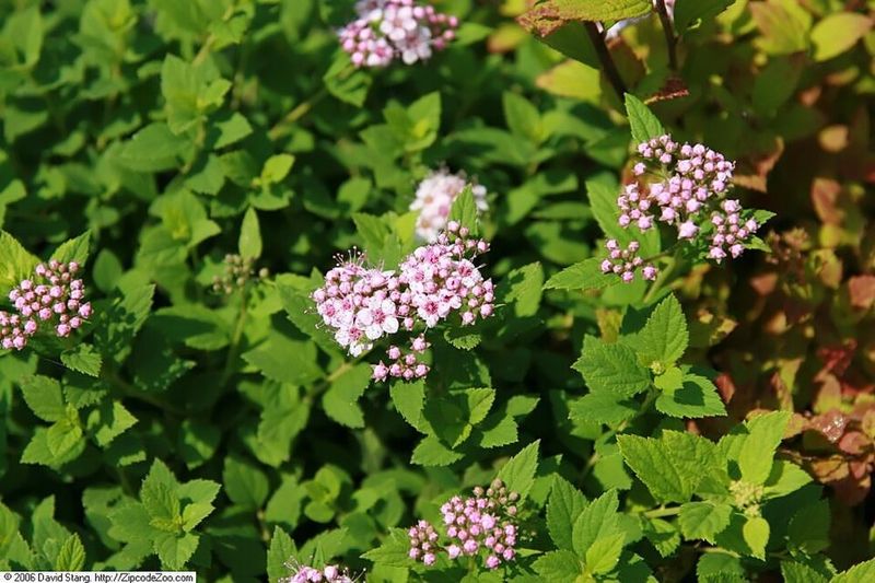 Dwarf Spirea