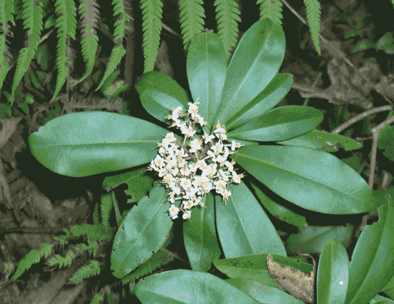 Marlberry