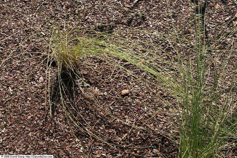 Muhly Grass