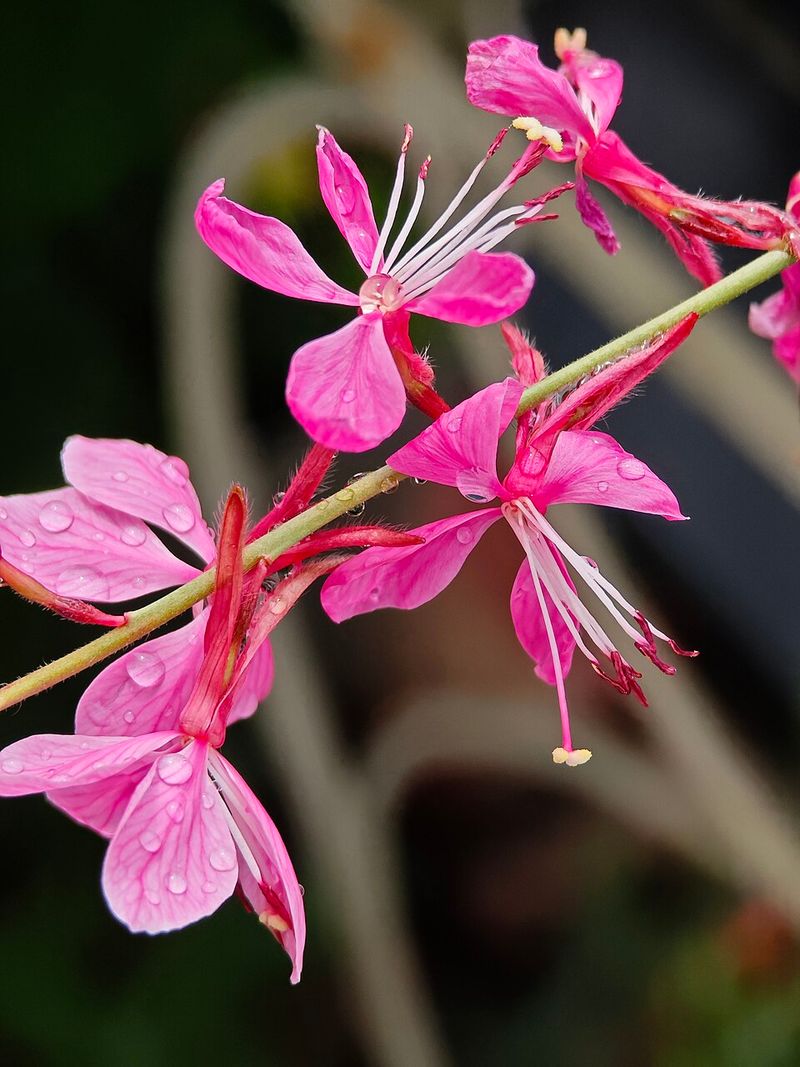 Gaura