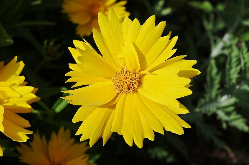 Coreopsis