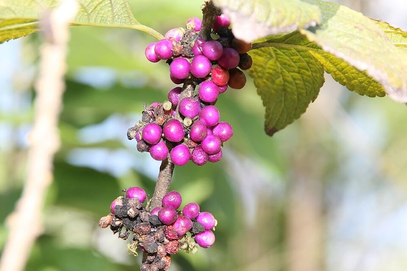 American Beautyberry