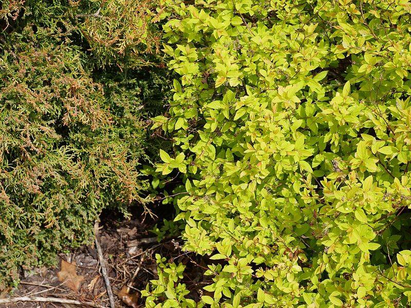 Small Patio Borders Need Double Duty Plants