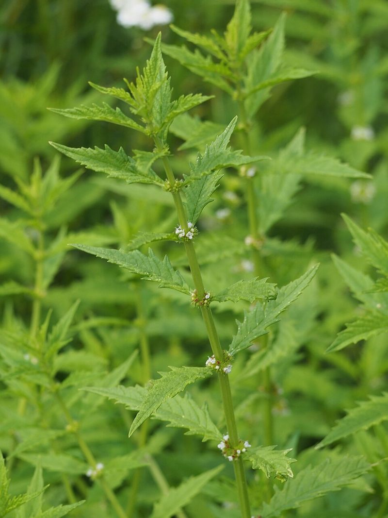 Bugleweed