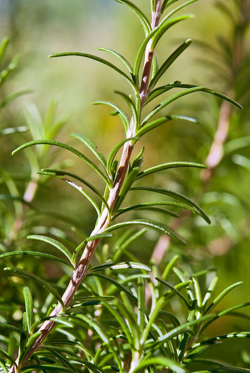 Rosemary