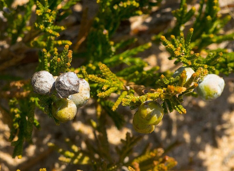 Creeping Juniper