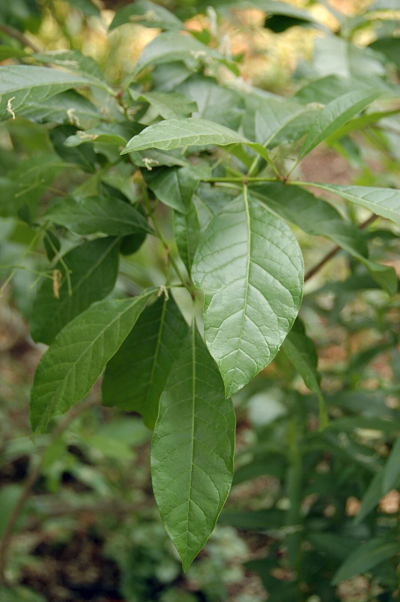 Fringe Tree