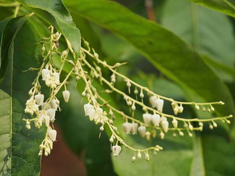 Sourwood