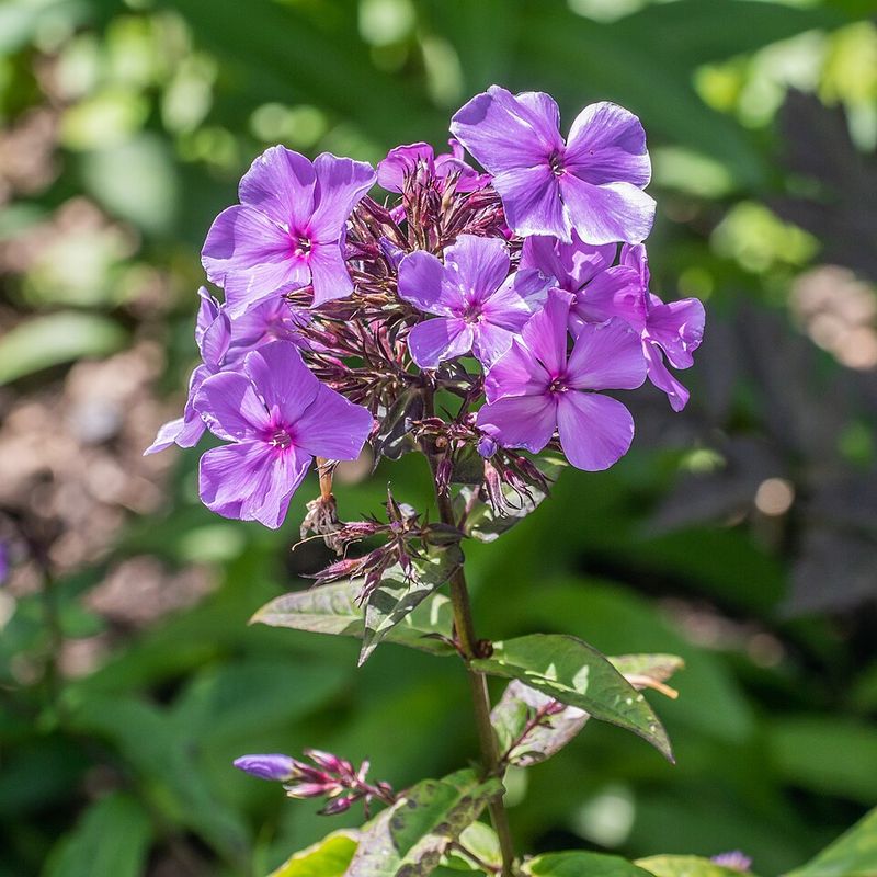 Garden Phlox