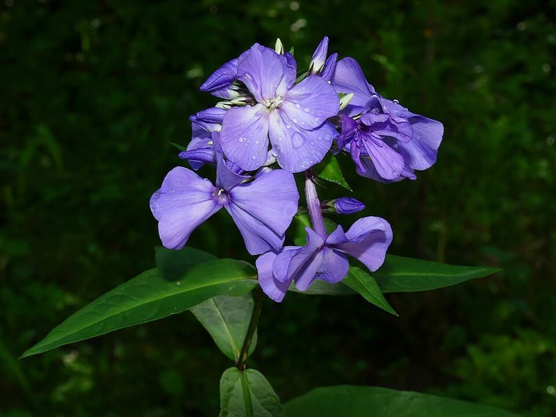 Garden Phlox