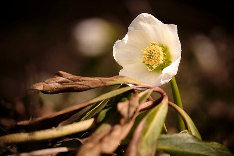 Hellebore