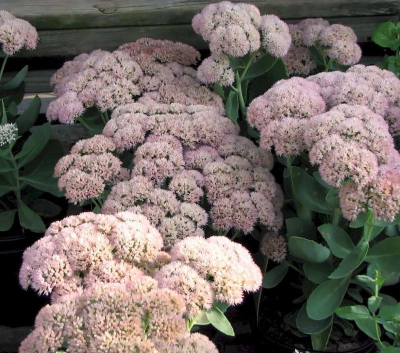 Autumn Joy Sedum