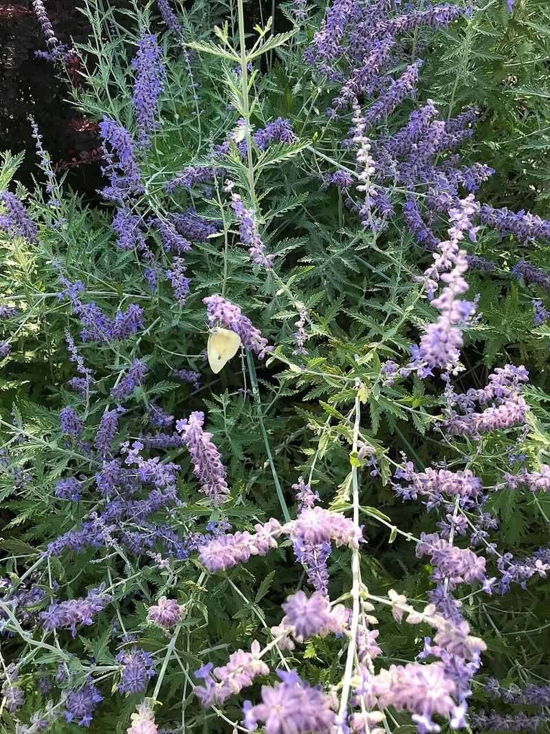 Russian Sage