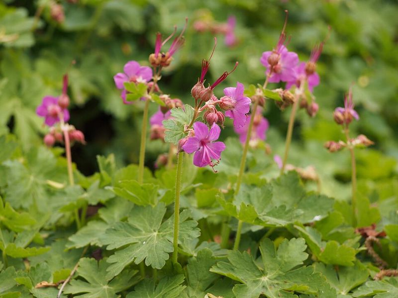 Hardy Geranium