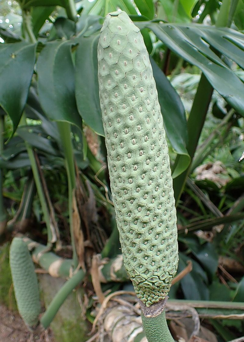 Monstera Deliciosa