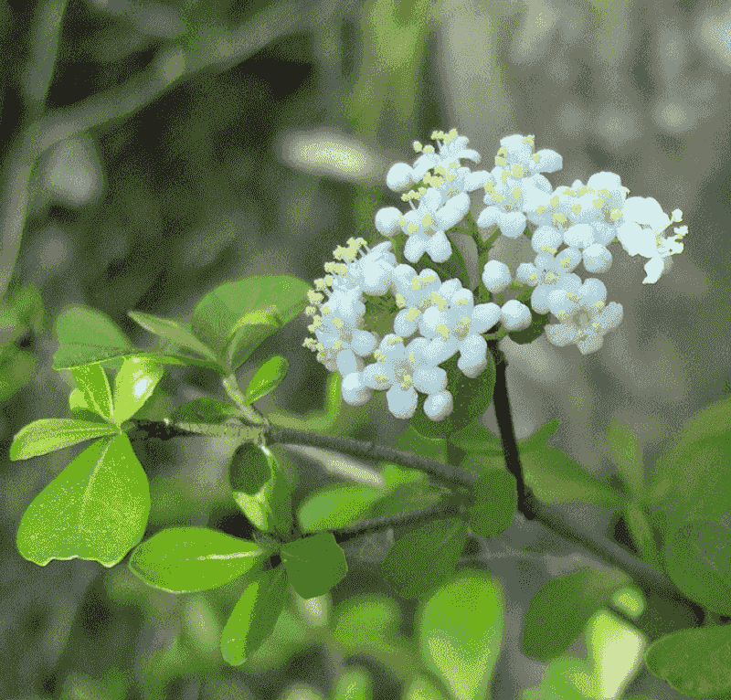 Walter's Viburnum
