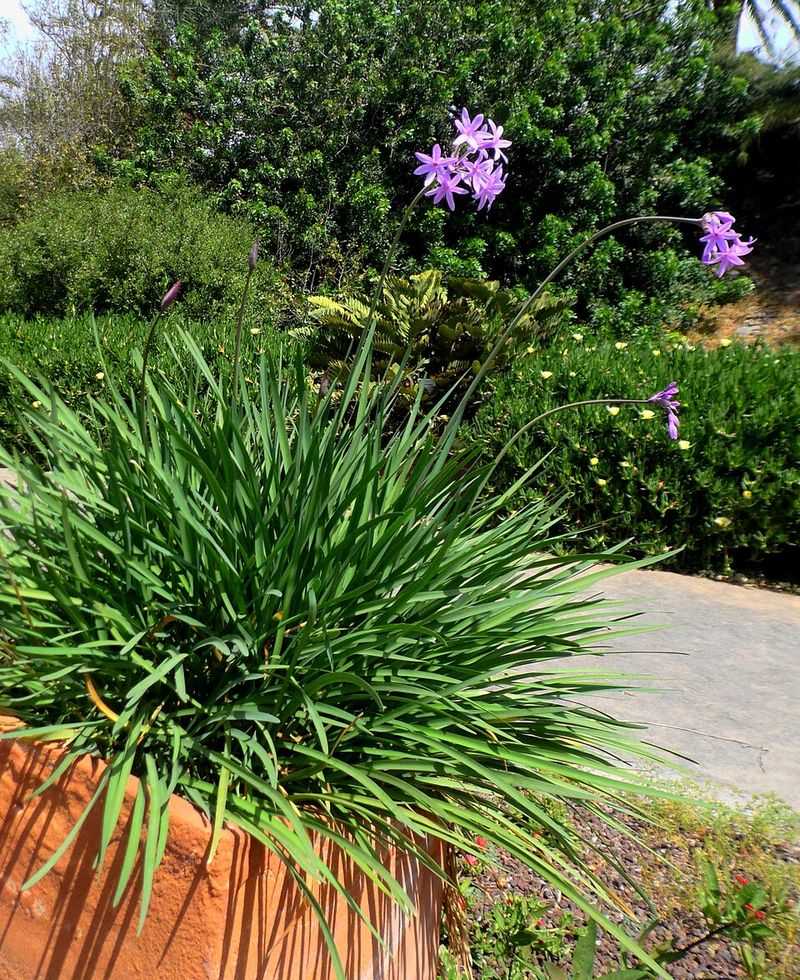 Companion Plants That Make the Purple Pop