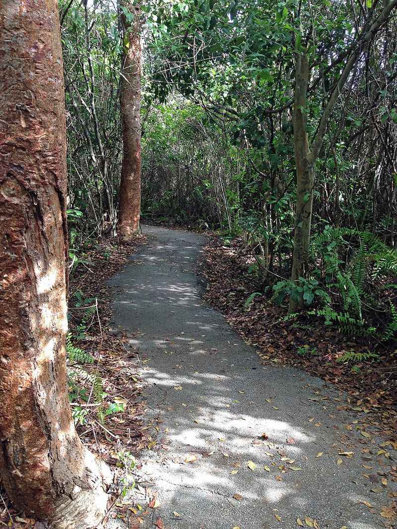 Gumbo Limbo