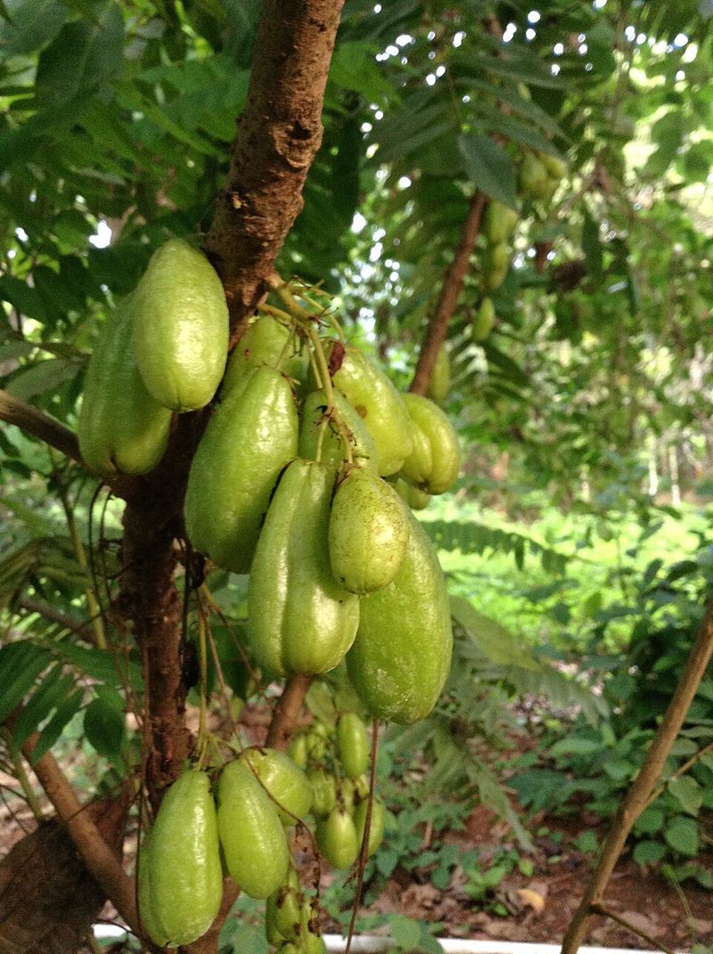 Wild Tamarind