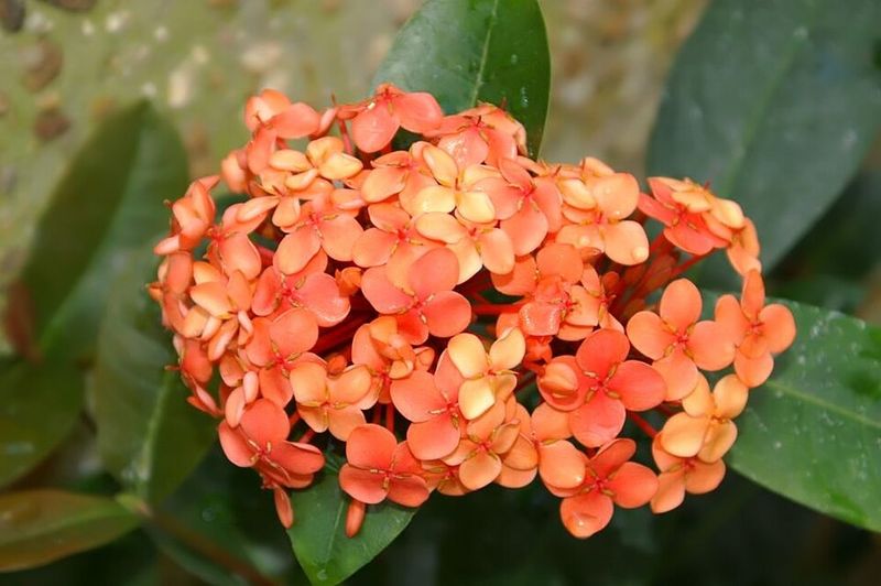 Dwarf Ixora