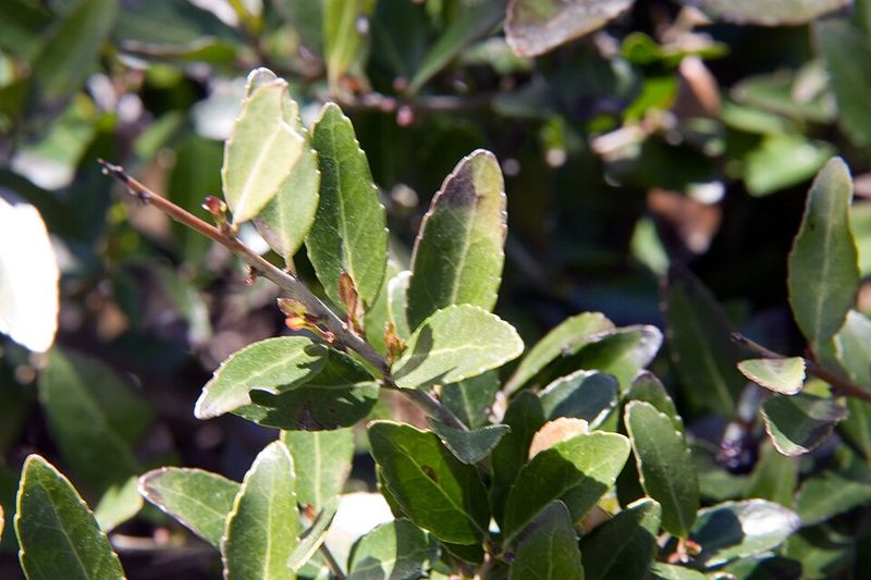 Dwarf Yaupon Holly
