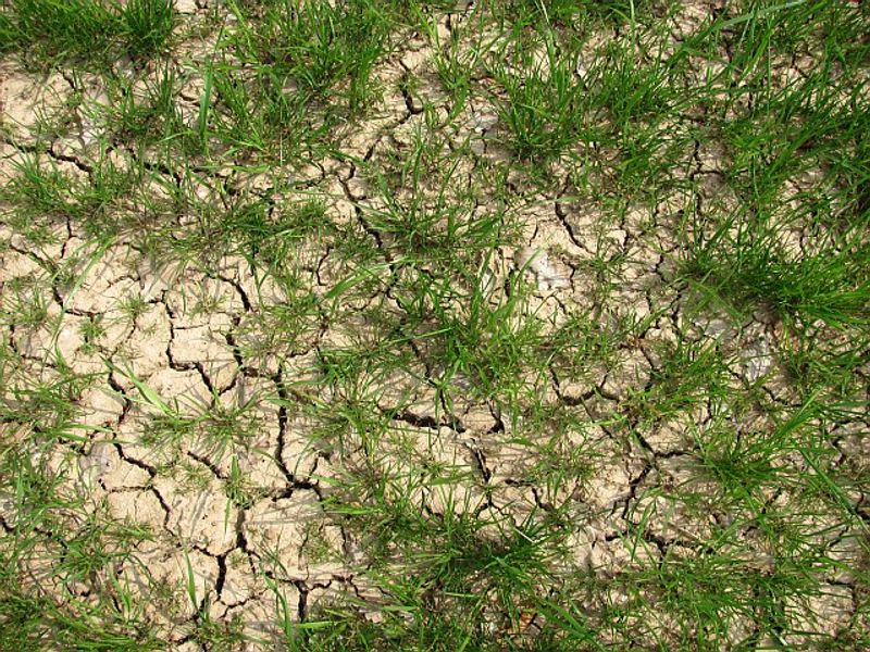 Assuming Wilting Always Means Dry Soil