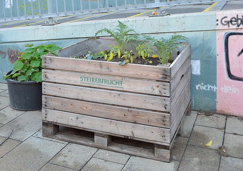Planting cool-season crops too late