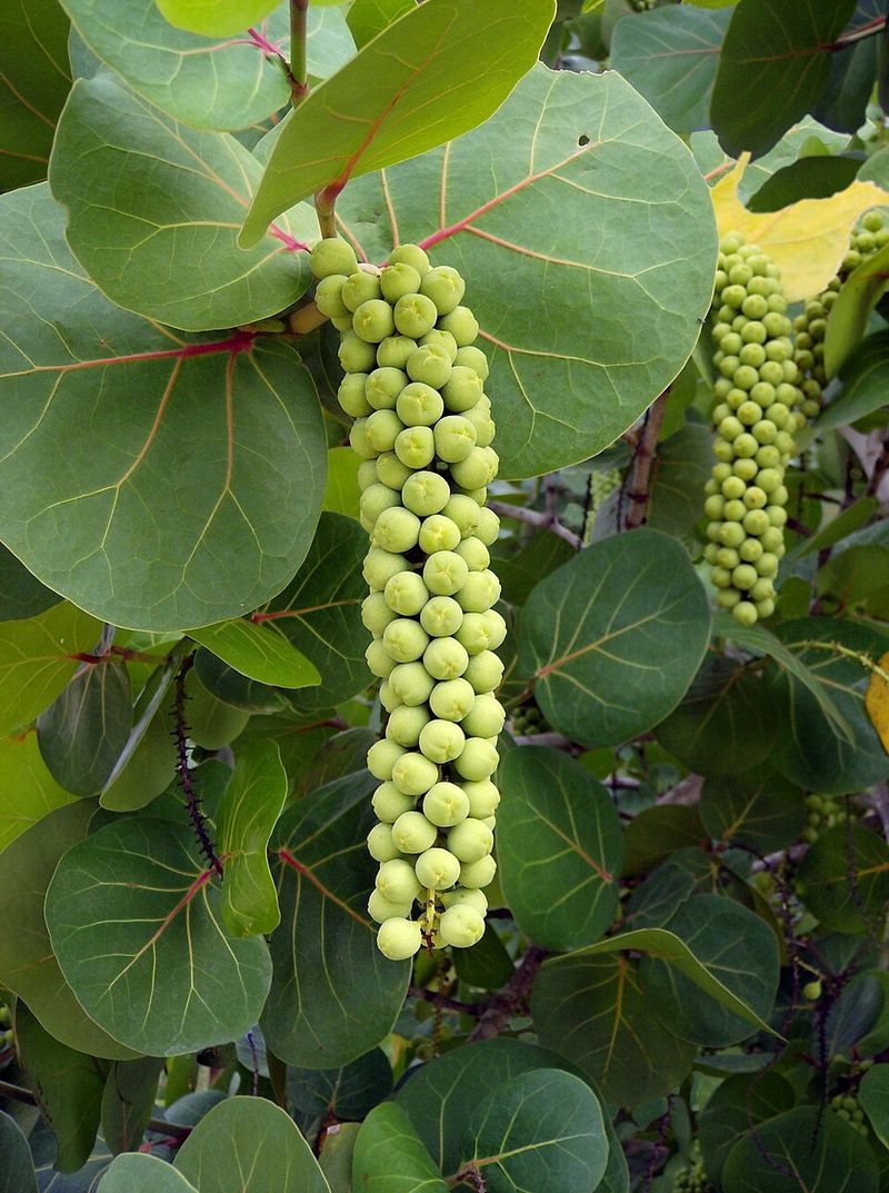 Sea Grape
