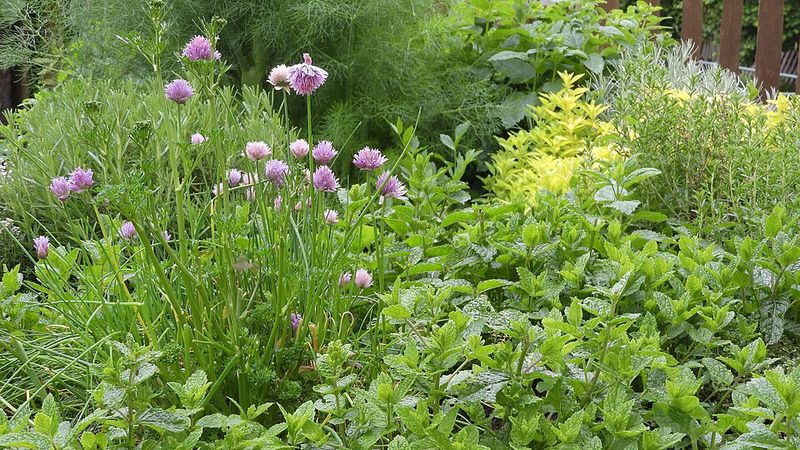 Herbs Slip Easily Into Ornamentals