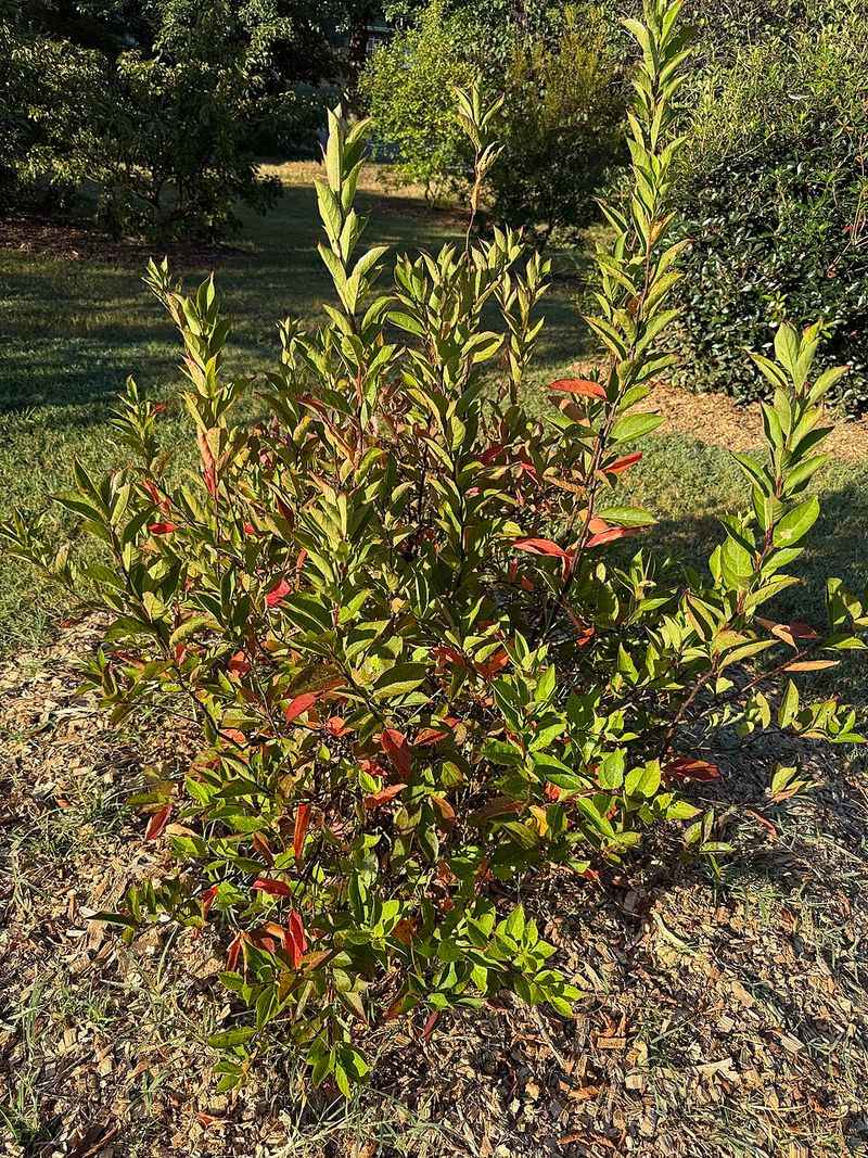 Virginia Sweetspire