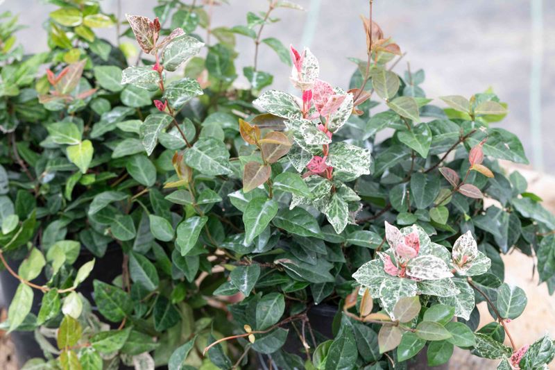 Asiatic Jasmine