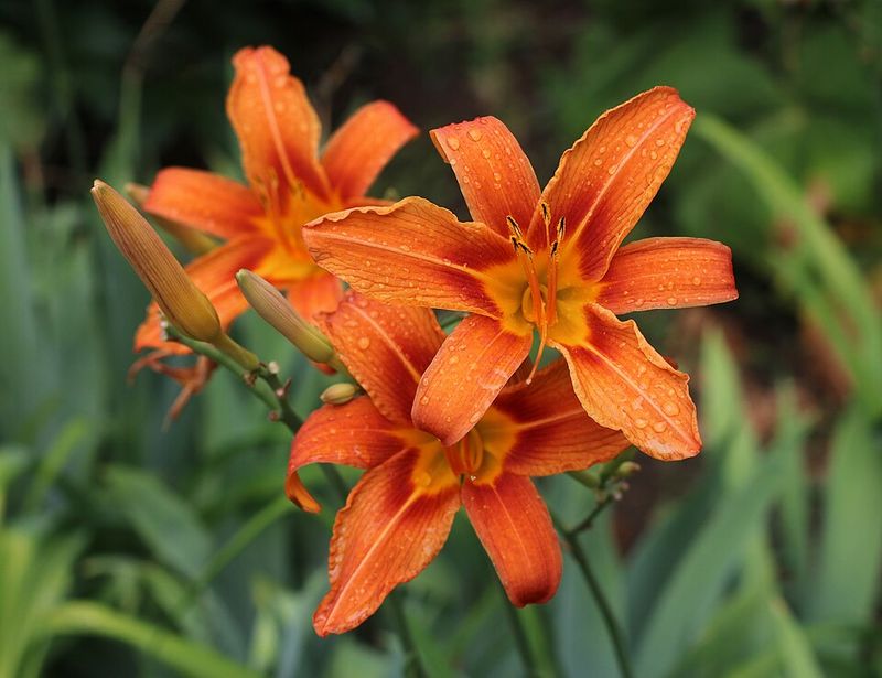 Daylily