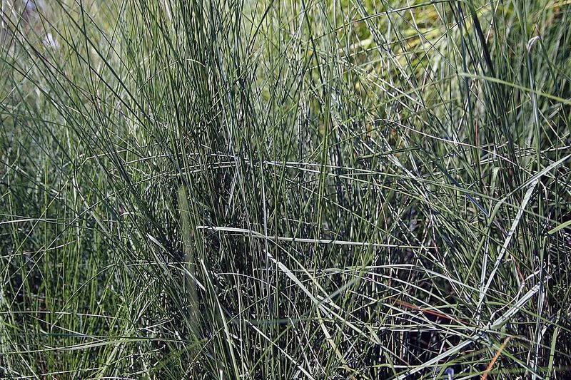 Muhly Grass