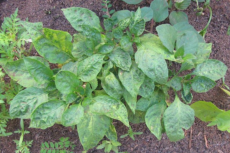 Plants Wilt By Noon