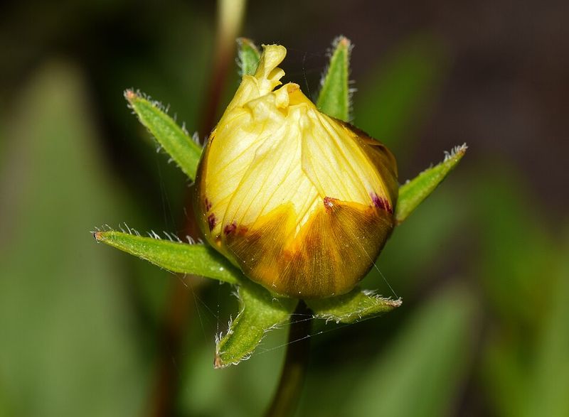 Deadheading For More Blooms