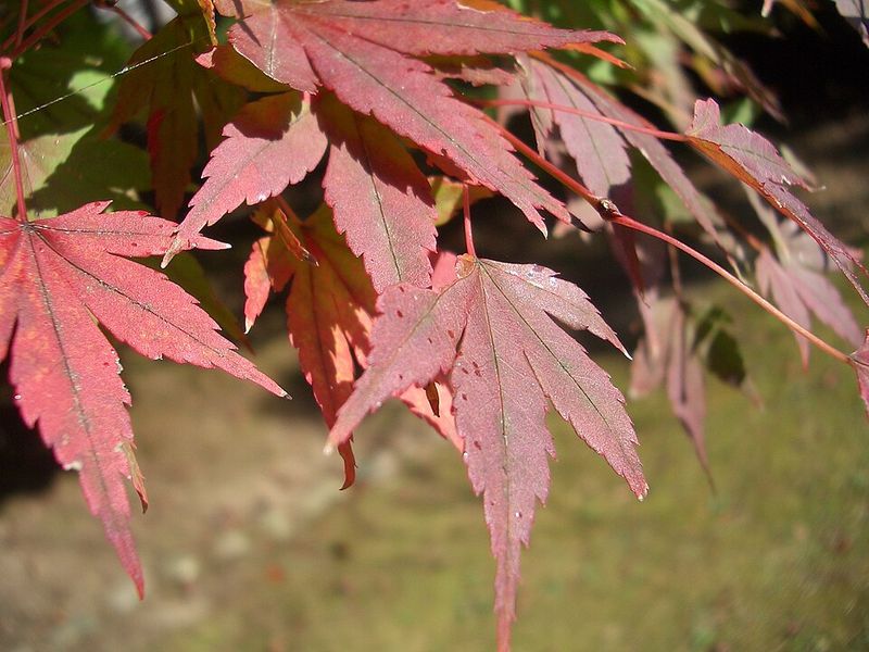Red Maple