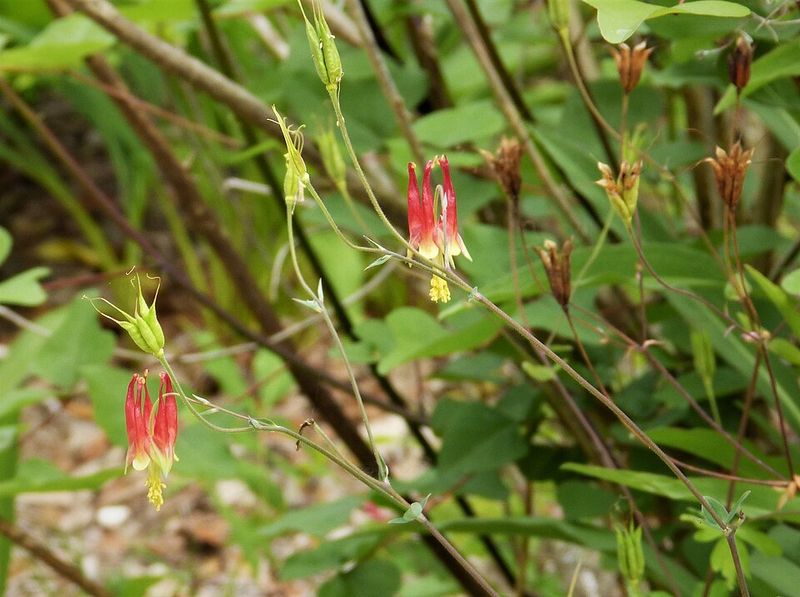 Eastern Red Columbine