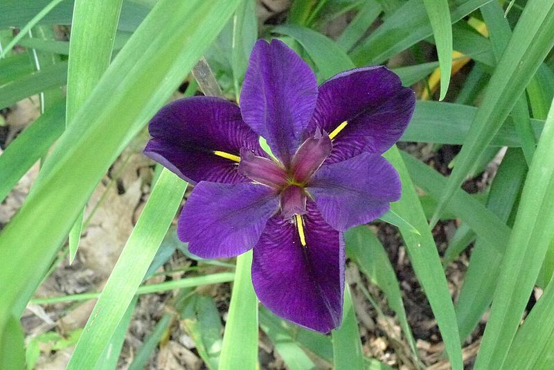 Louisiana Iris