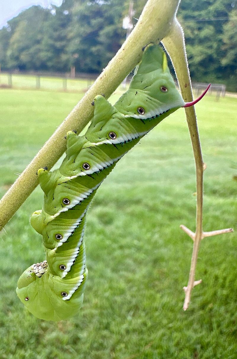 Tomato Hornworms