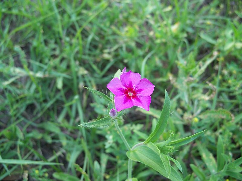 Florida Phlox